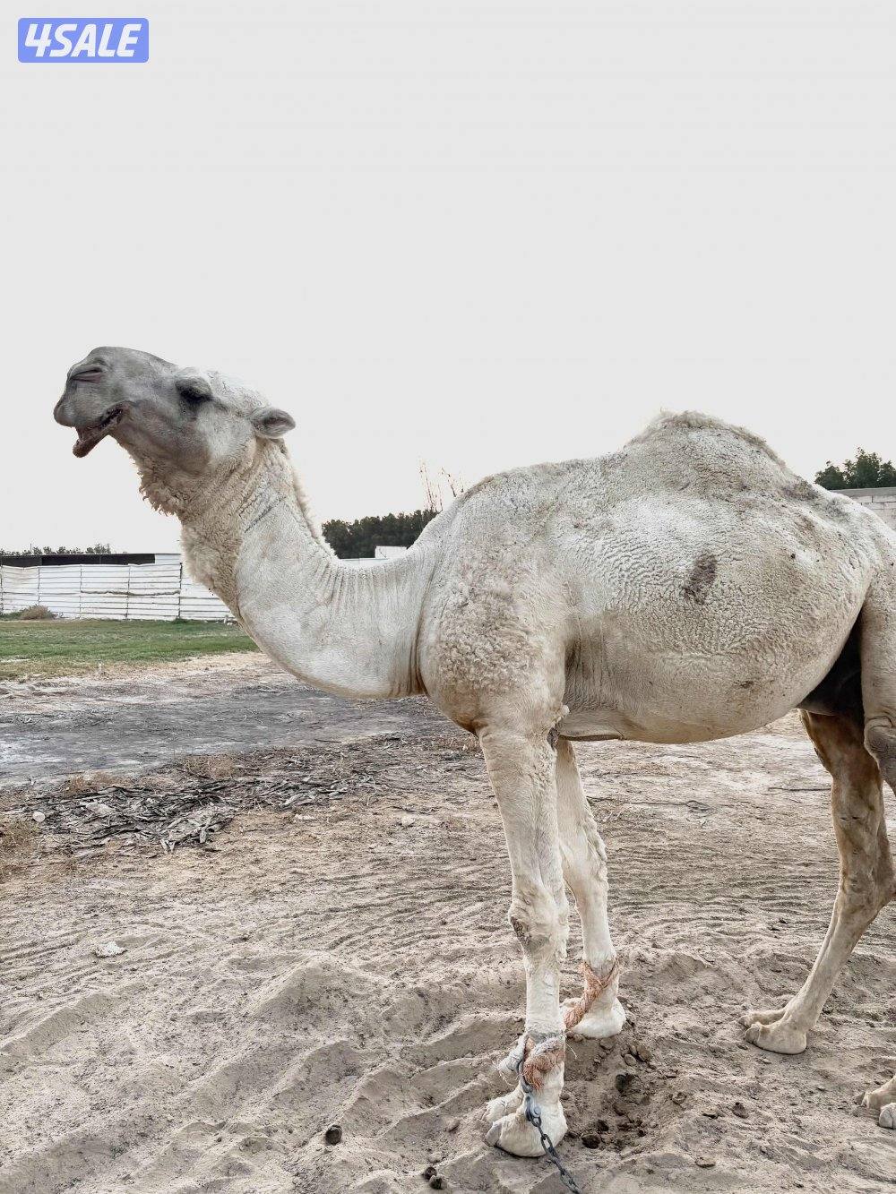 للبيع بعير أوضح1