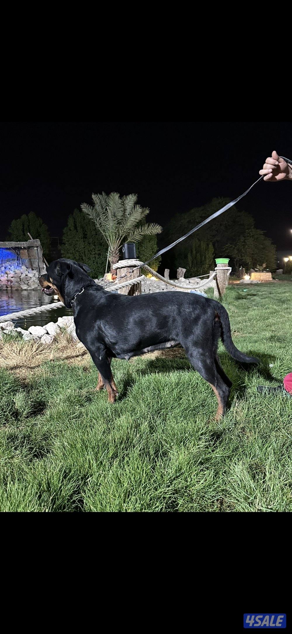 للبيع روت وايلر1