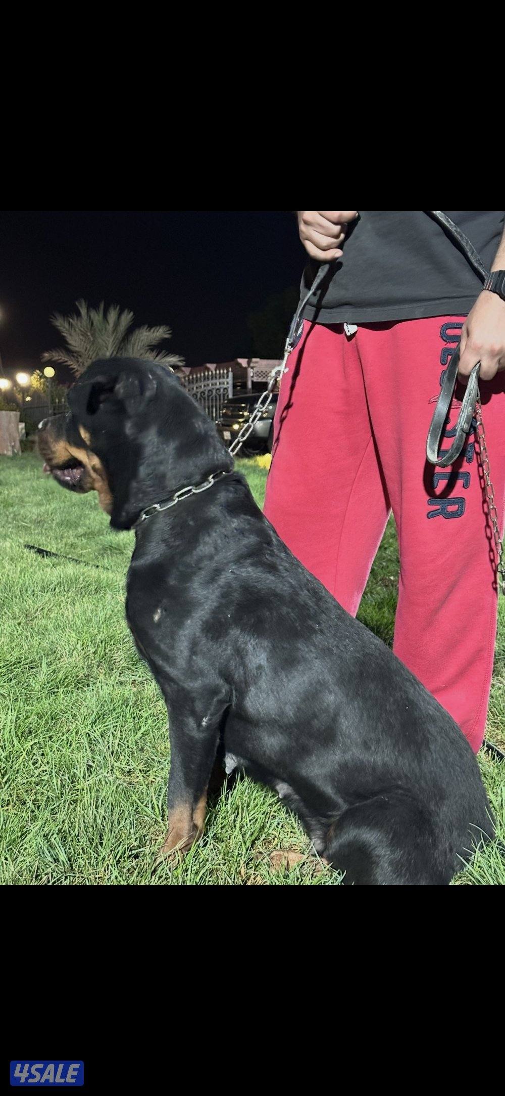 للبيع روت وايلر2