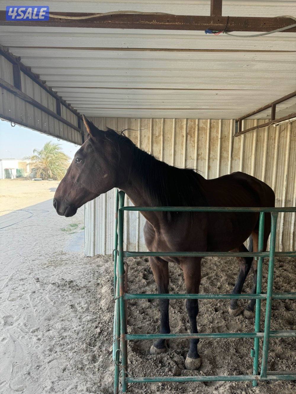 حصان انقليزي0