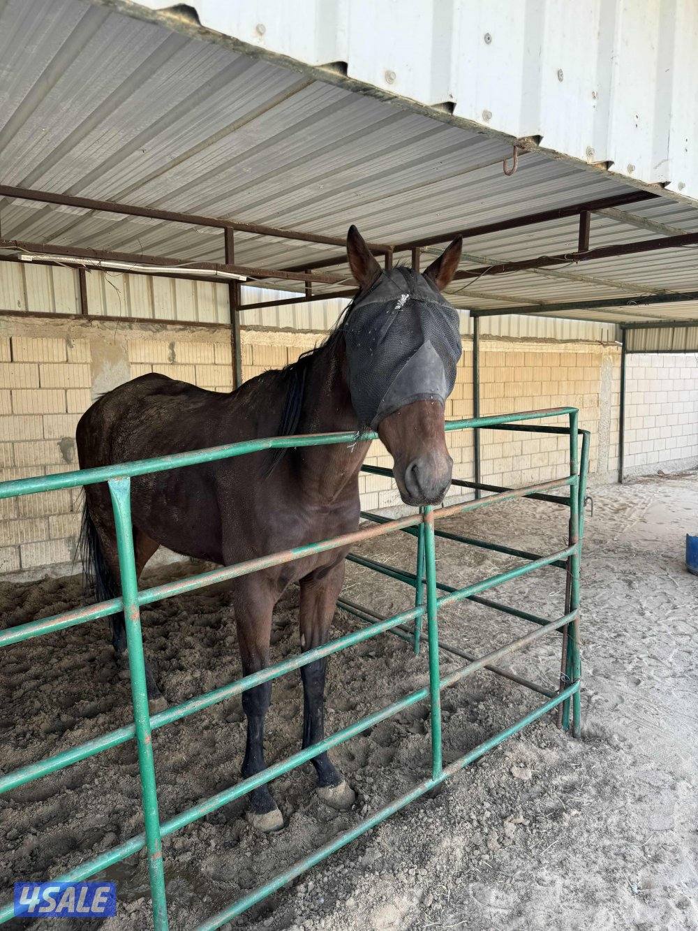 حصان انقليزي1