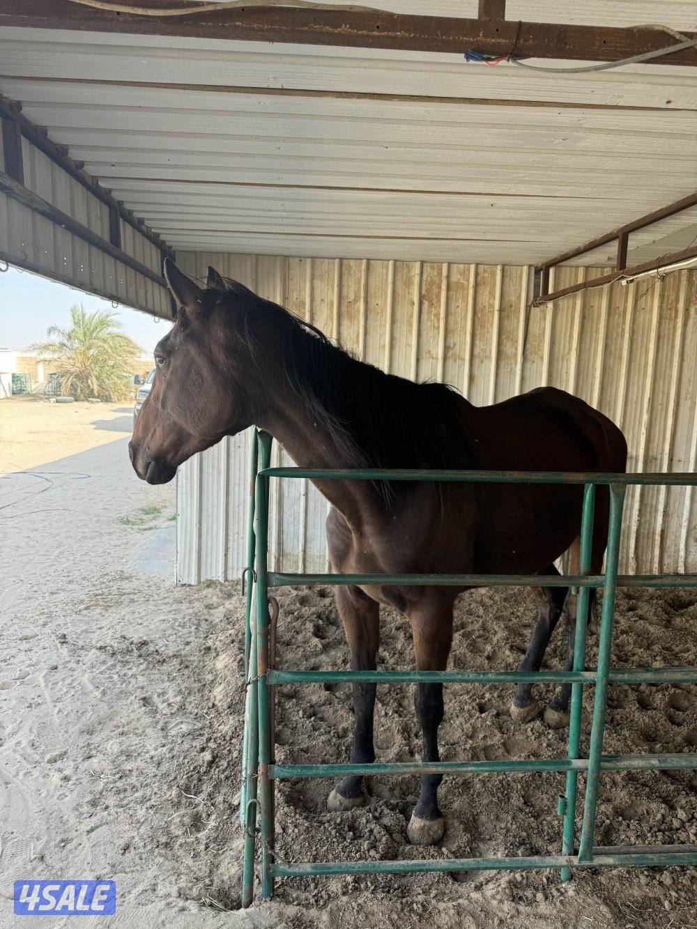 حصان انقليزي2