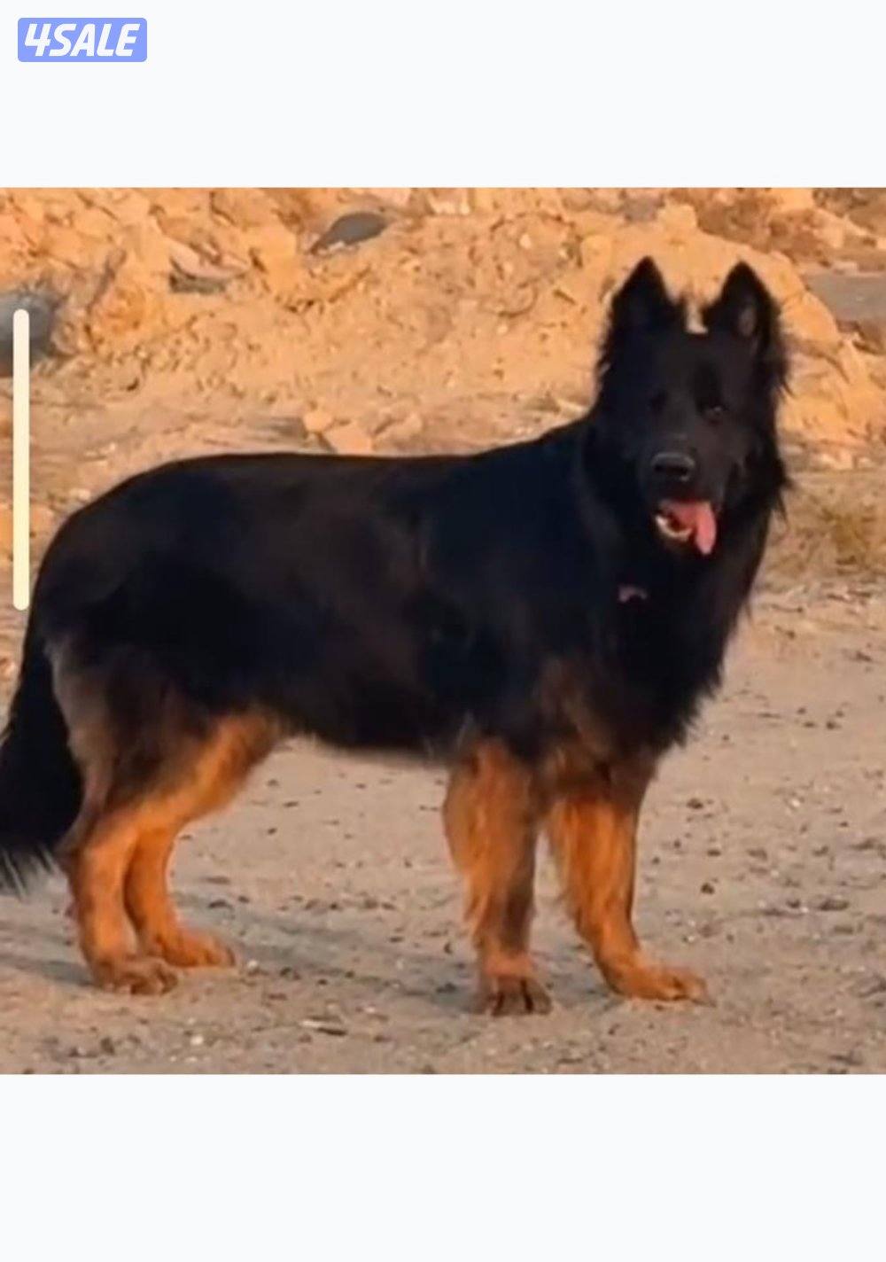 جراوه جيرمن شيبرد0