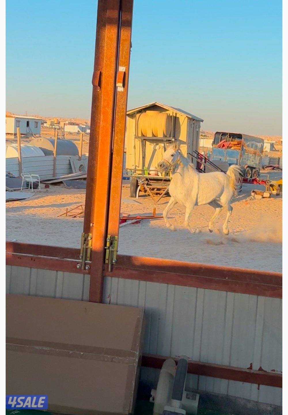 فرس واهو لاقح0