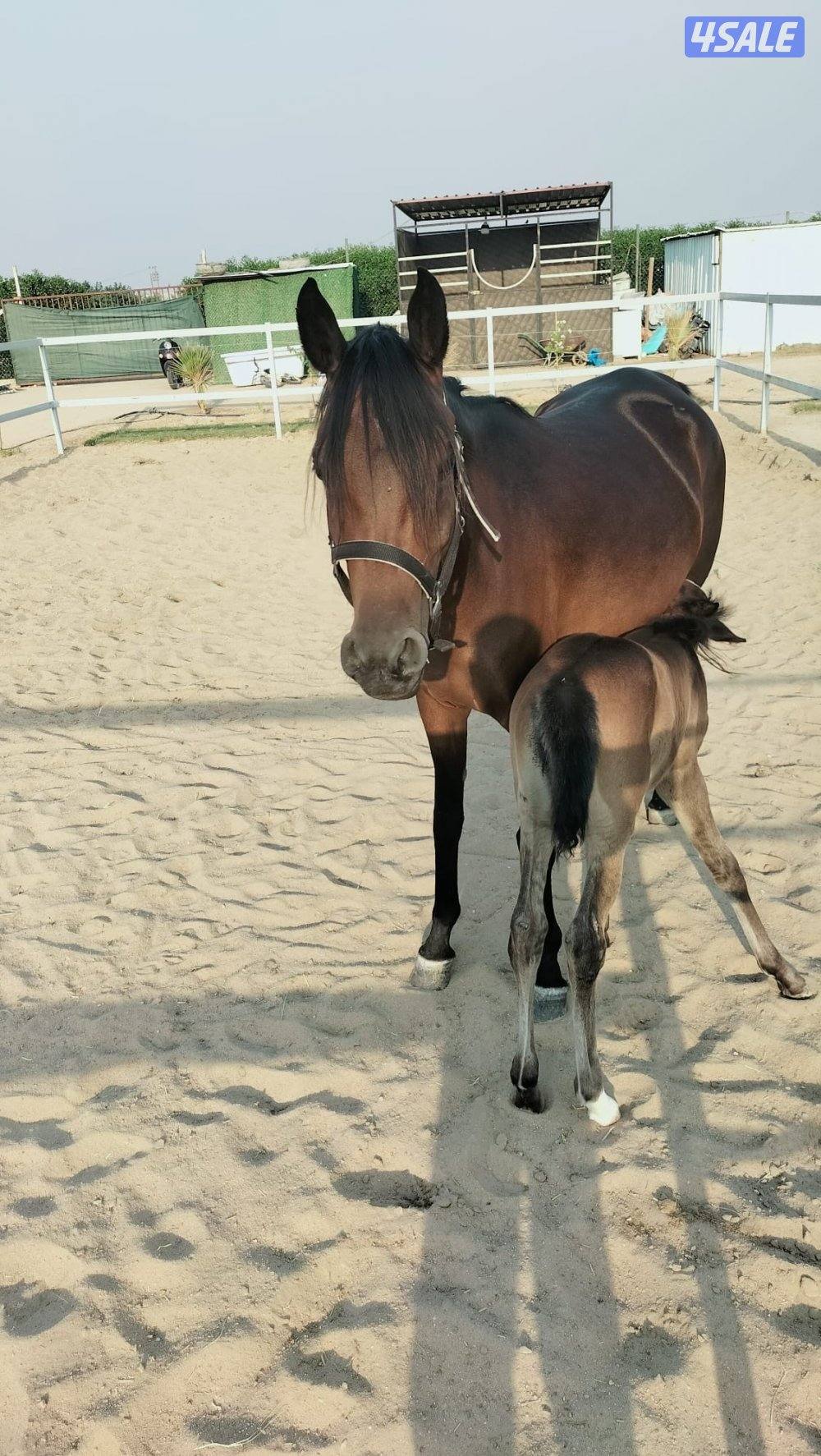 للبيع فرس بولش بنت نيار البراق مع مهرتها بنت اي جي دينار1