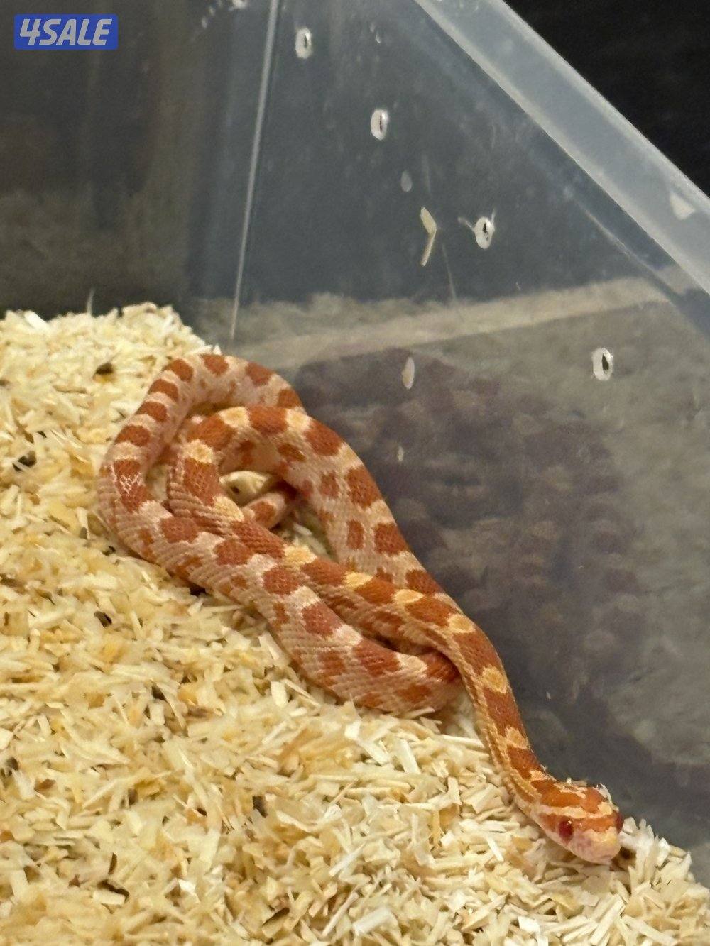 للبيع  ثعبان كورن سنيك أليف ومافيه عض0