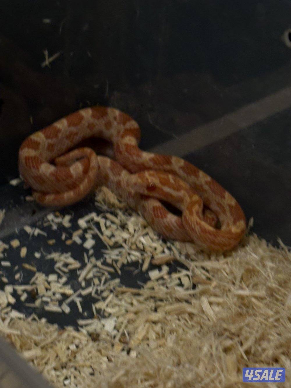 للبيع  ثعبان كورن سنيك أليف ومافيه عض1