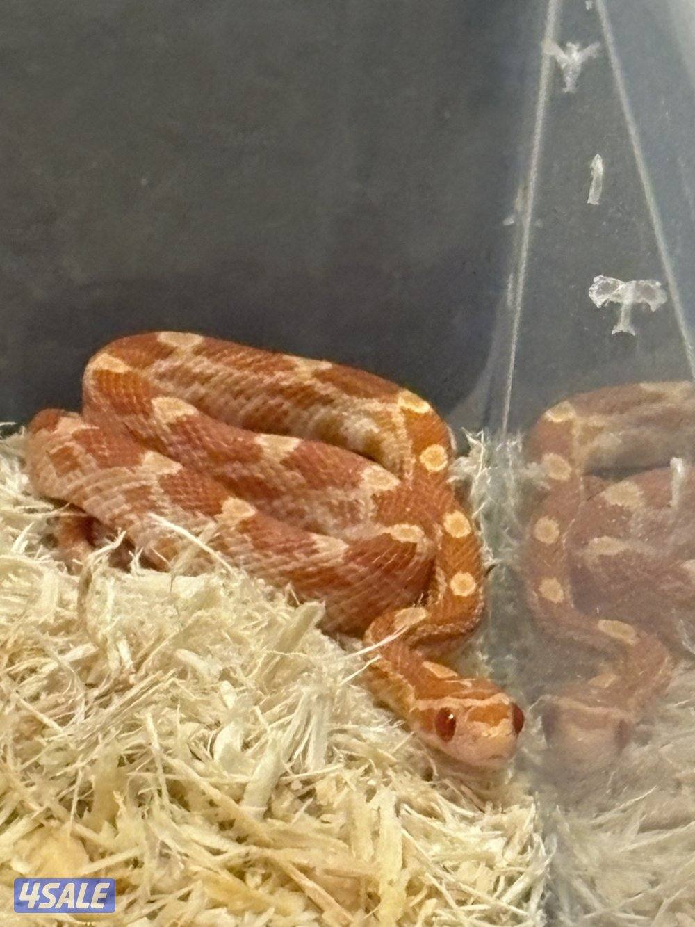 للبيع  ثعبان كورن سنيك أليف ومافيه عض2