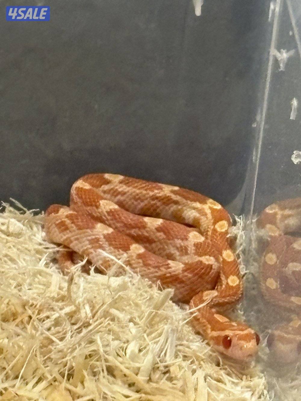 للبيع  ثعبان كورن سنيك أليف ومافيه عض3