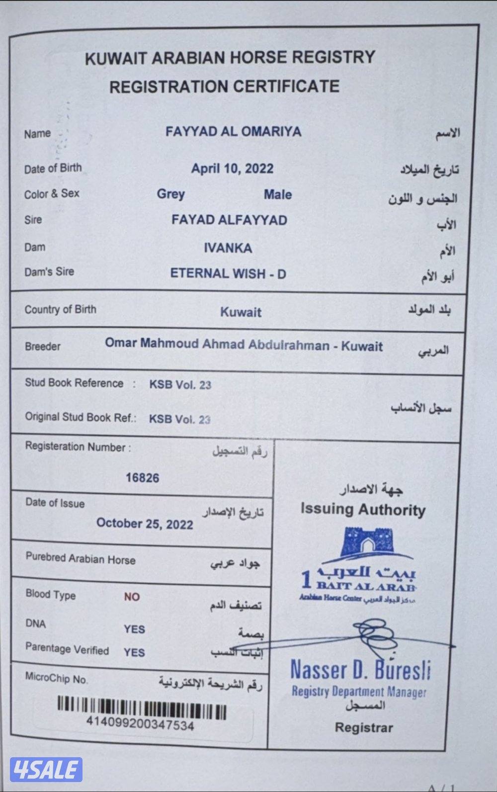 حصان واهو اصلي ولد فياض الفياض مسجل في الحصان العربي مع جوازه0
