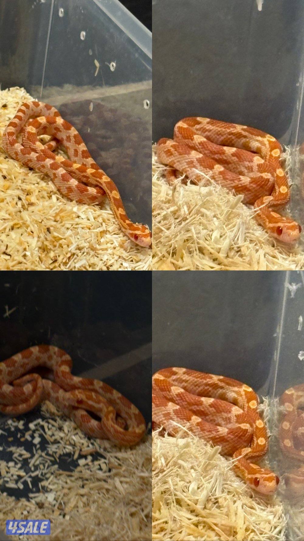 للبيع  ثعبان كورن سنيك أليف ومافيه عض4