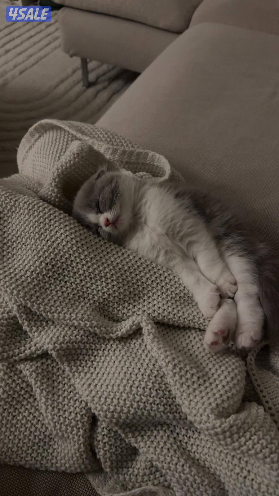 انثى سكوتش فولد0