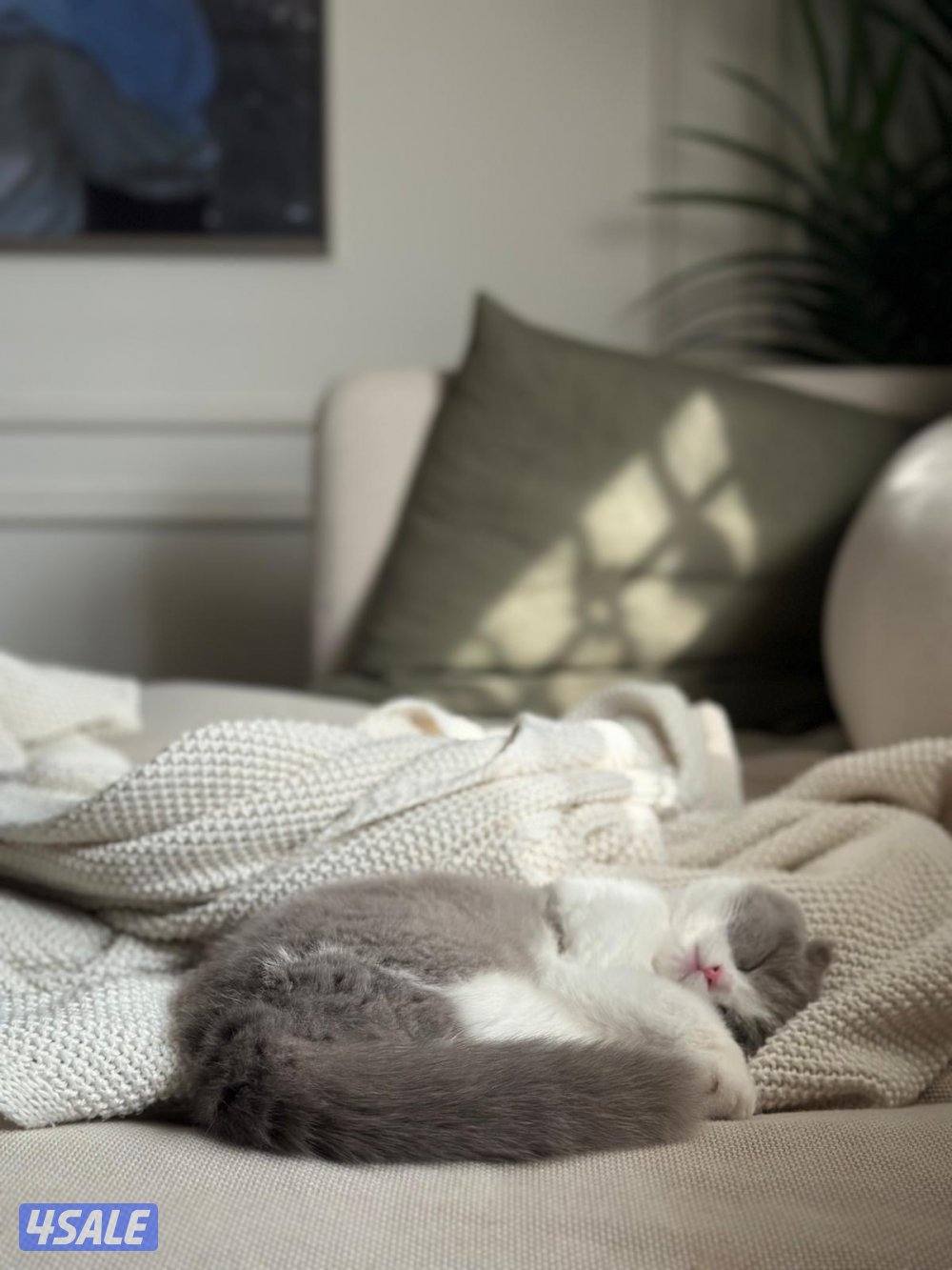 انثى سكوتش فولد3