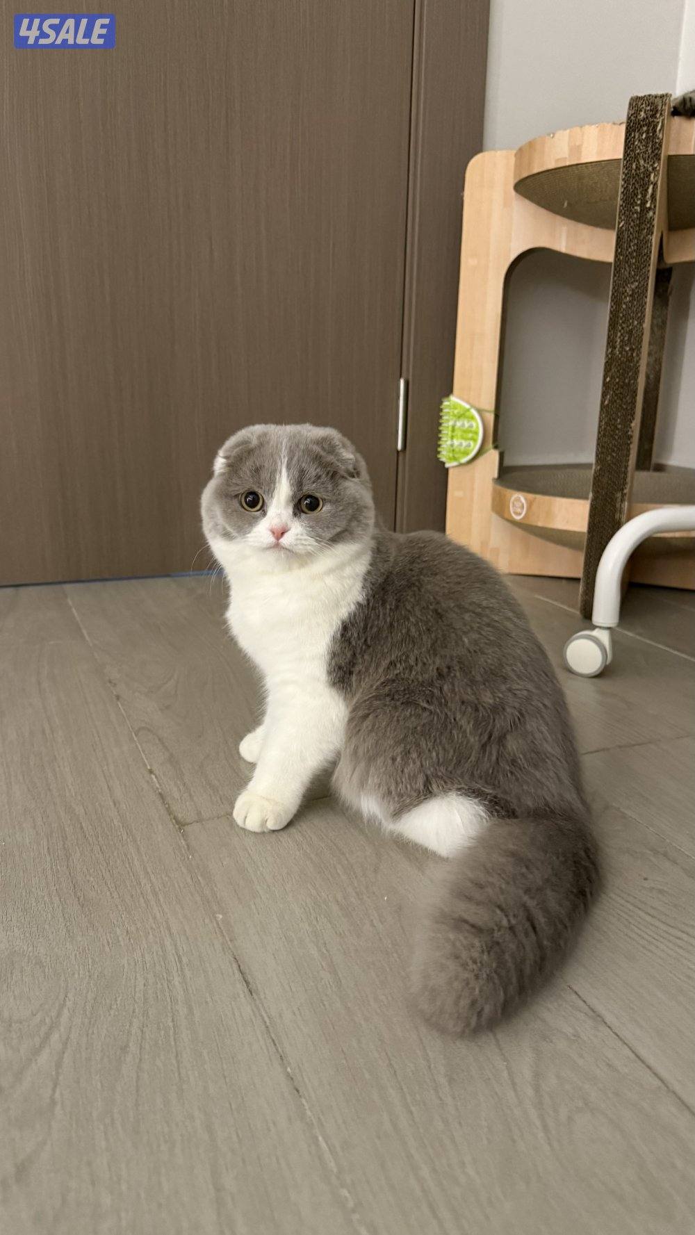 انثى سكوتش فولد4