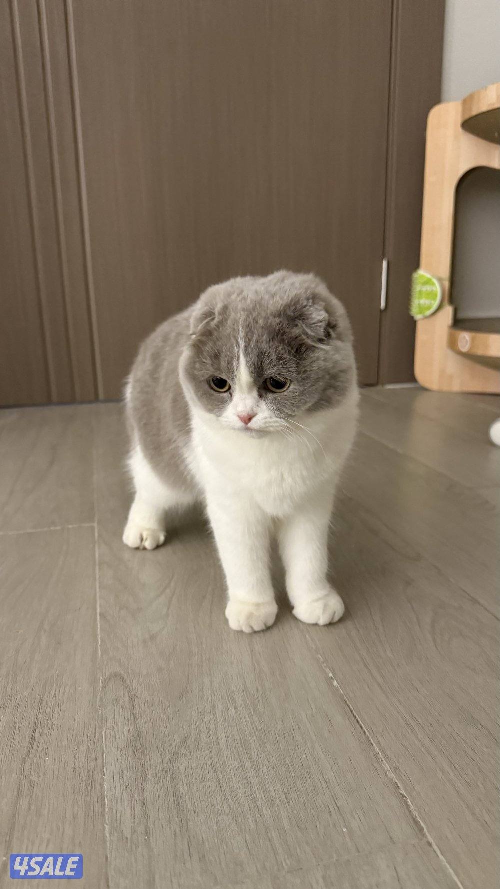 انثى سكوتش فولد5