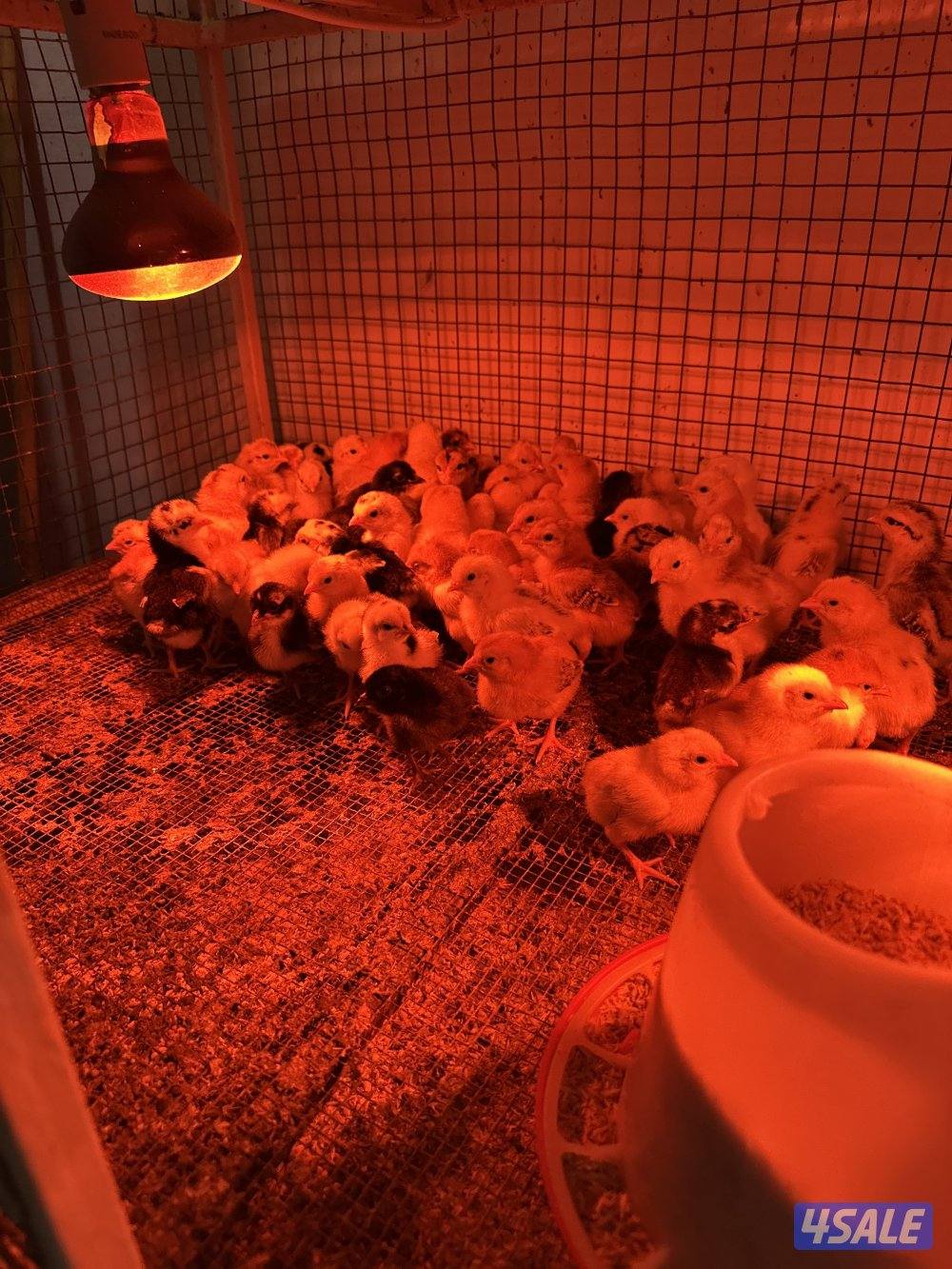 كتاكيت للبيع0