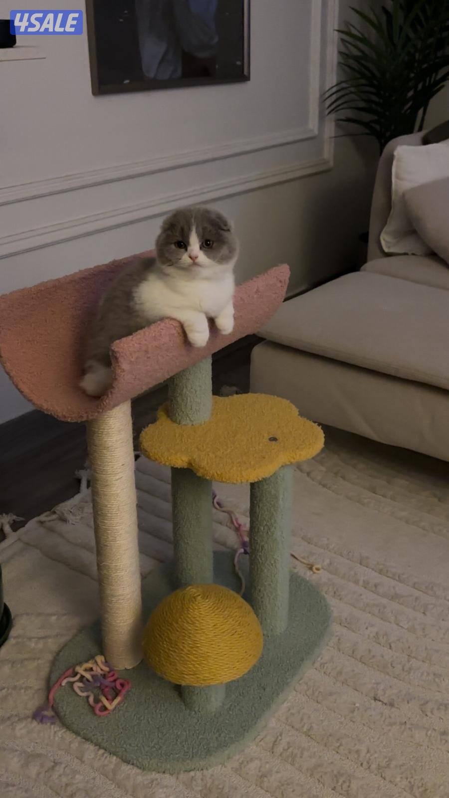 انثى سكوتش فولد1