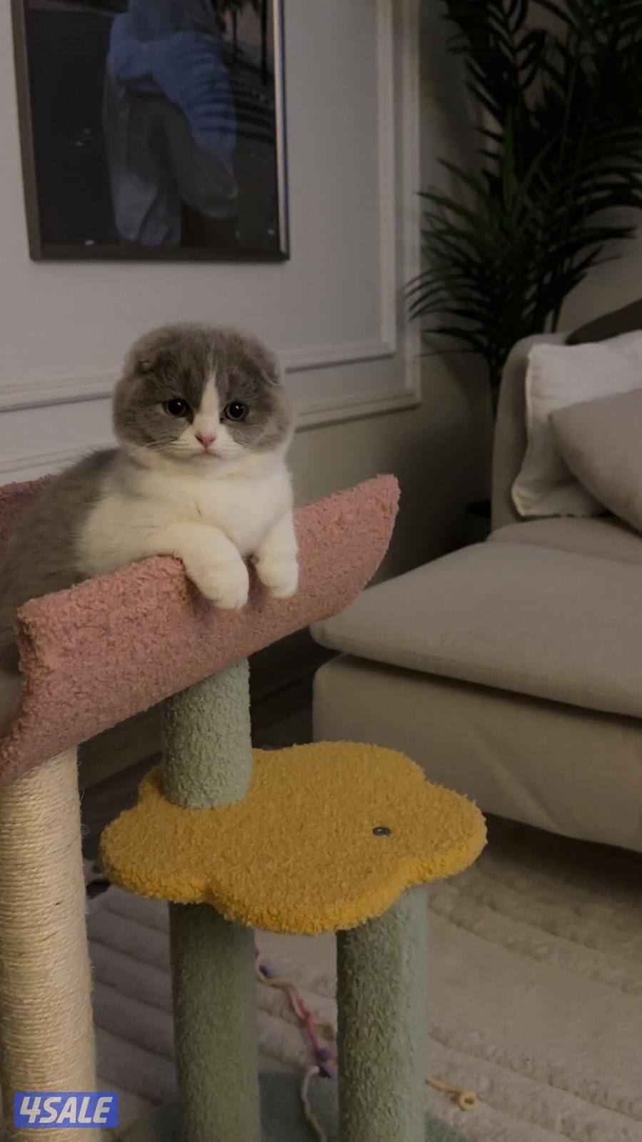 انثى سكوتش فولد6