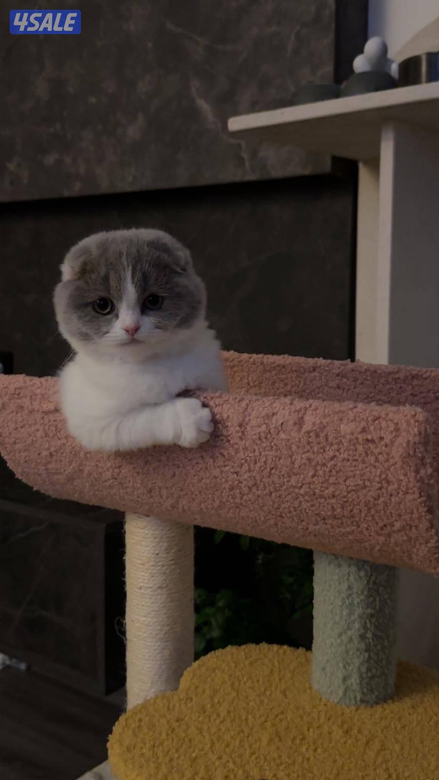 انثى سكوتش فولد2