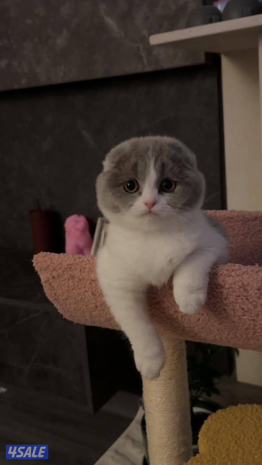 انثى سكوتش فولد7