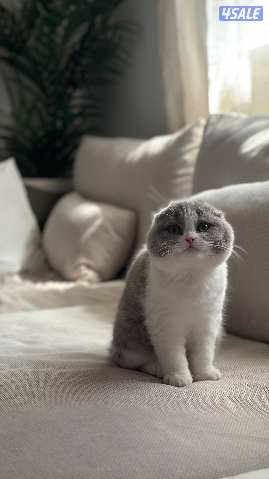 انثى سكوتش فولد8