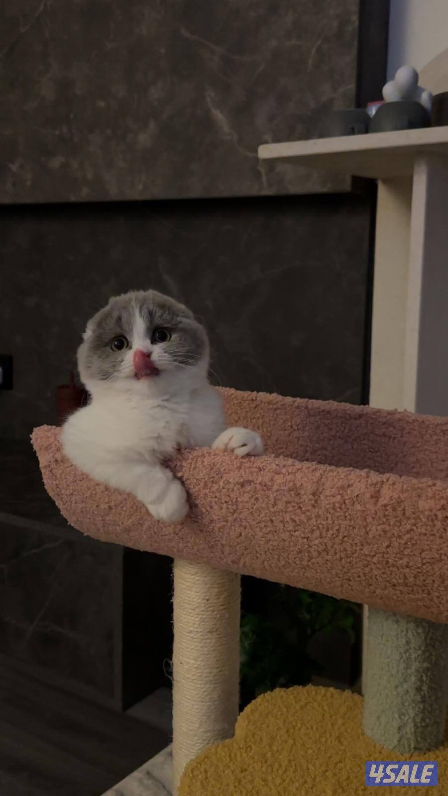 انثى سكوتش فولد9