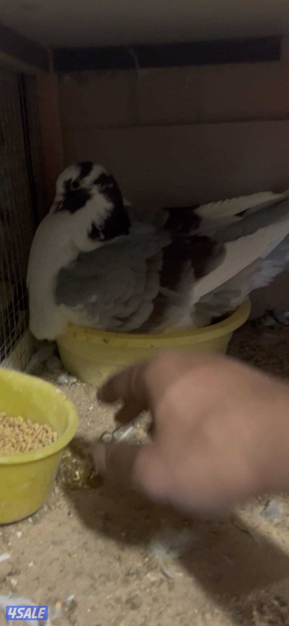 ازواج لاحم فرنسي0