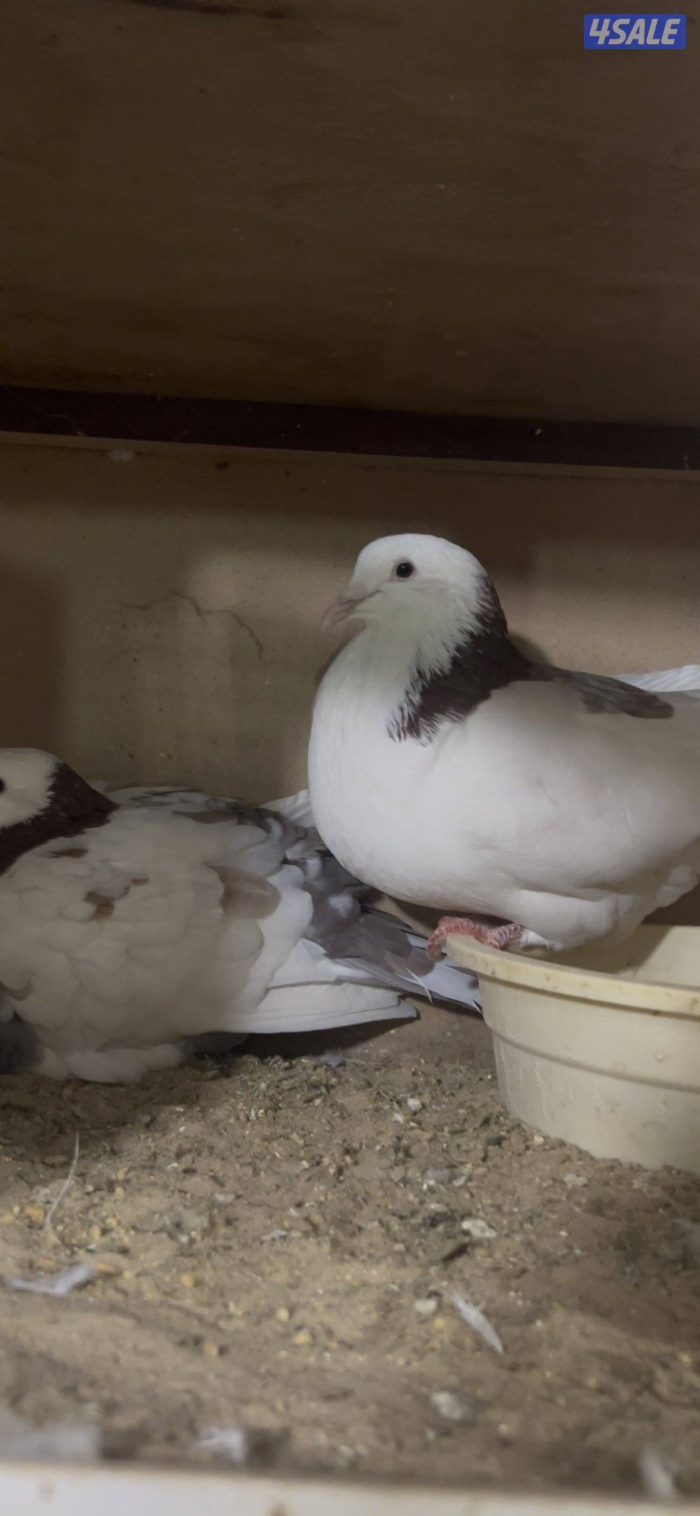 ازواج لاحم فرنسي1