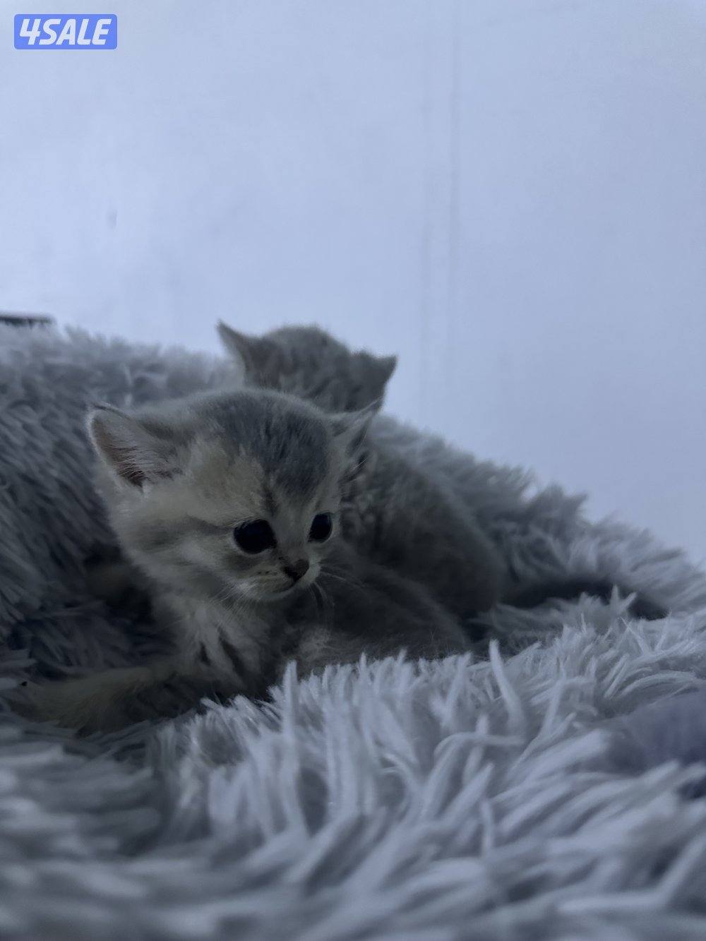 قطط للبيع برتش شورت هير ،، سكوتش شورت هير1