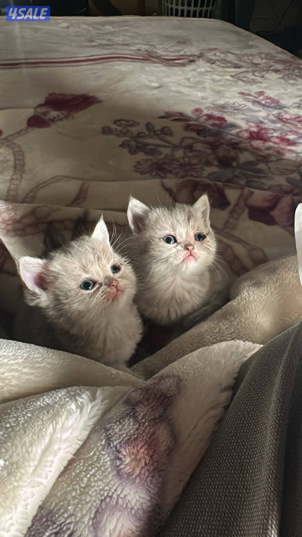 قطط للبيع برتش شورت هير ،، سكوتش شورت هير2