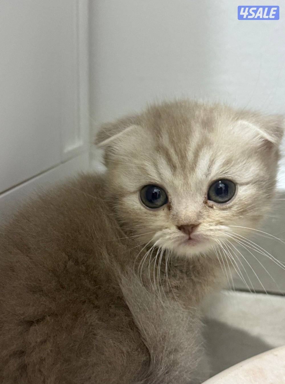 قطط للبيع برتش شورت هير ،، سكوتش شورت هير3