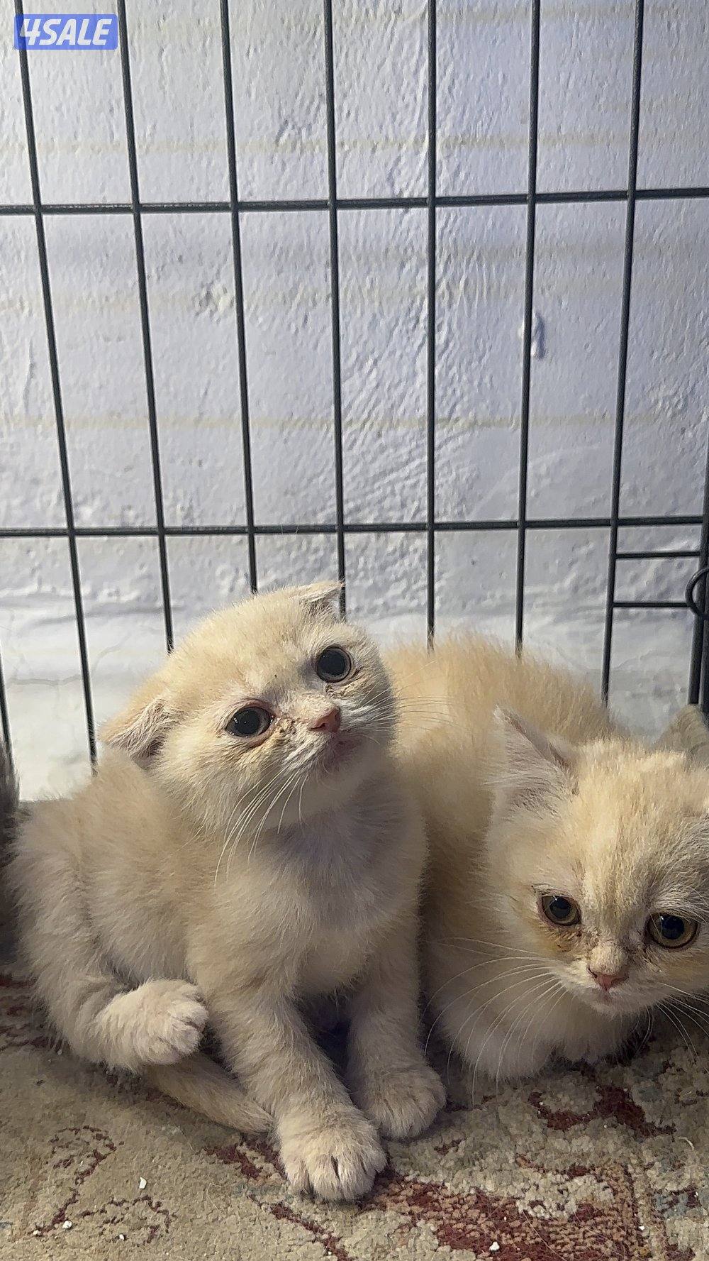 قطط للبيع برتش شورت هير ،، سكوتش شورت هير4