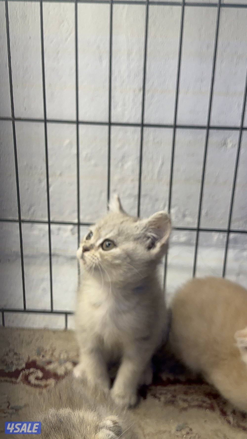 قطط للبيع برتش شورت هير ،، سكوتش شورت هير5