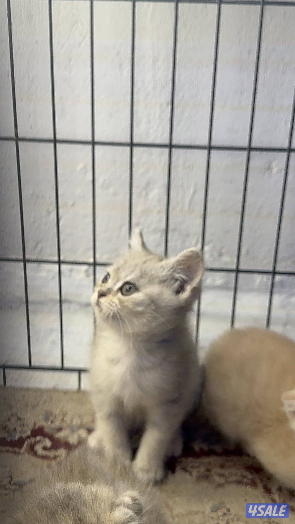 قطط للبيع برتش شورت هير ،، سكوتش شورت هير6