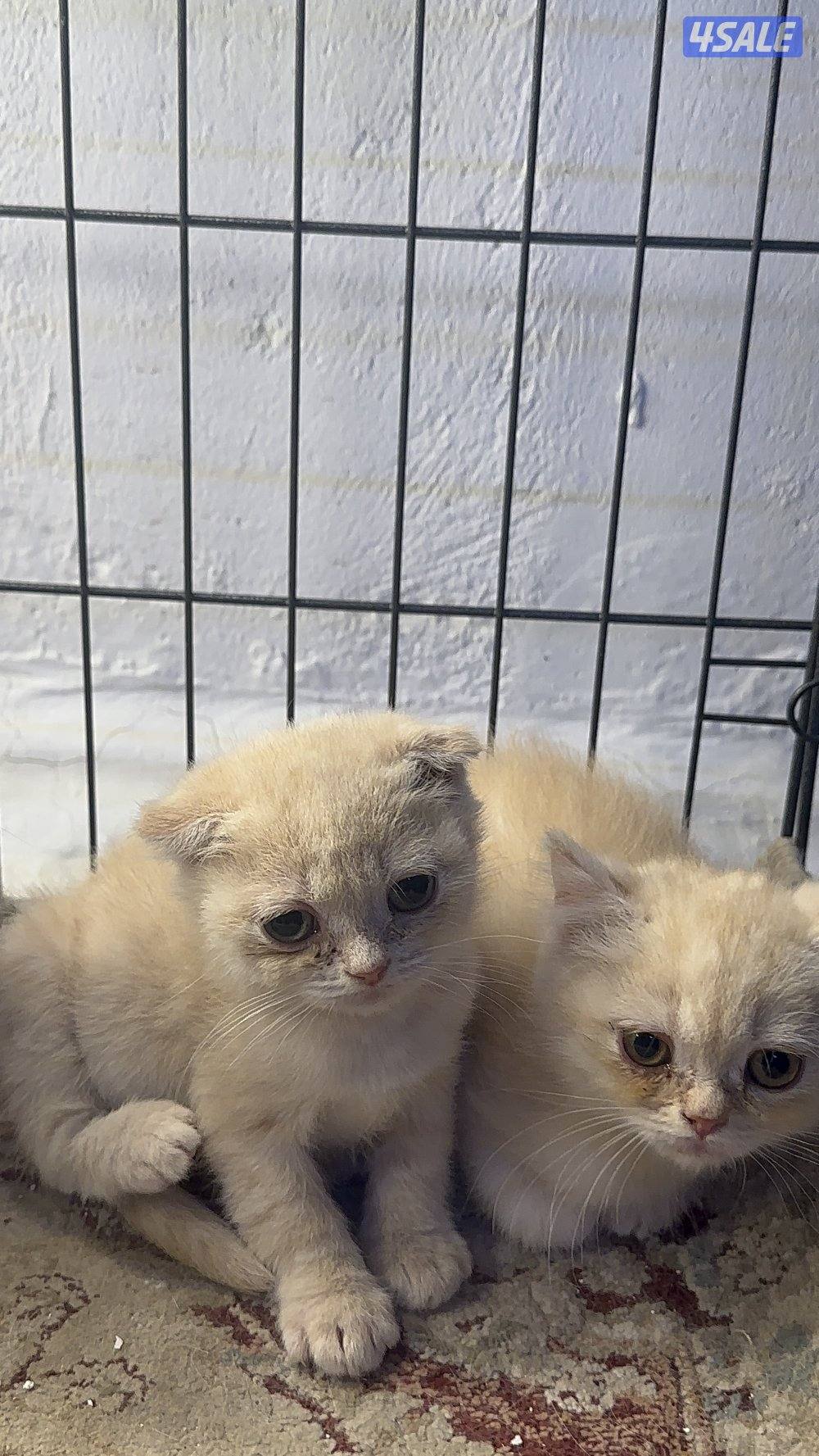 قطط للبيع برتش شورت هير ،، سكوتش شورت هير0