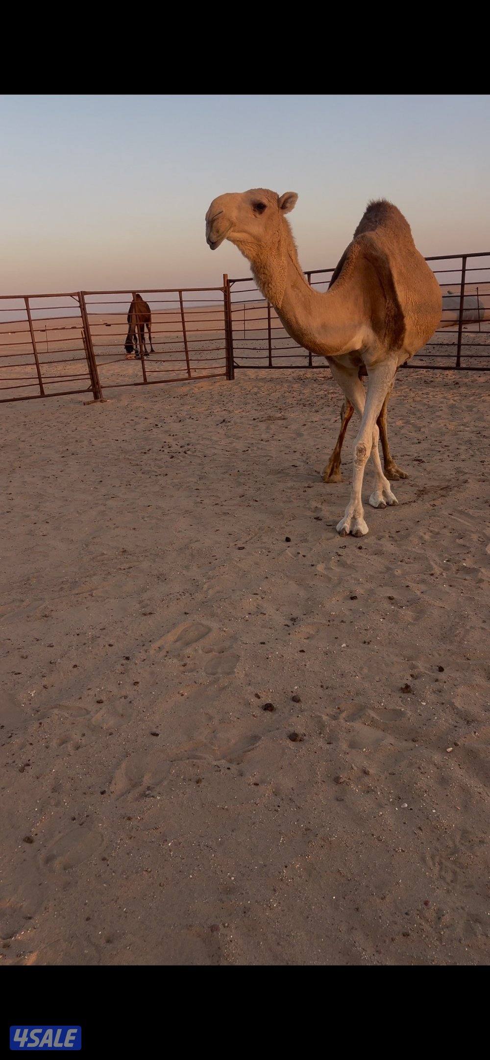 للبيع لقحتين وحده ام ثاني هديه وحده بجر قريب ولاده سوم ٥٧٠0
