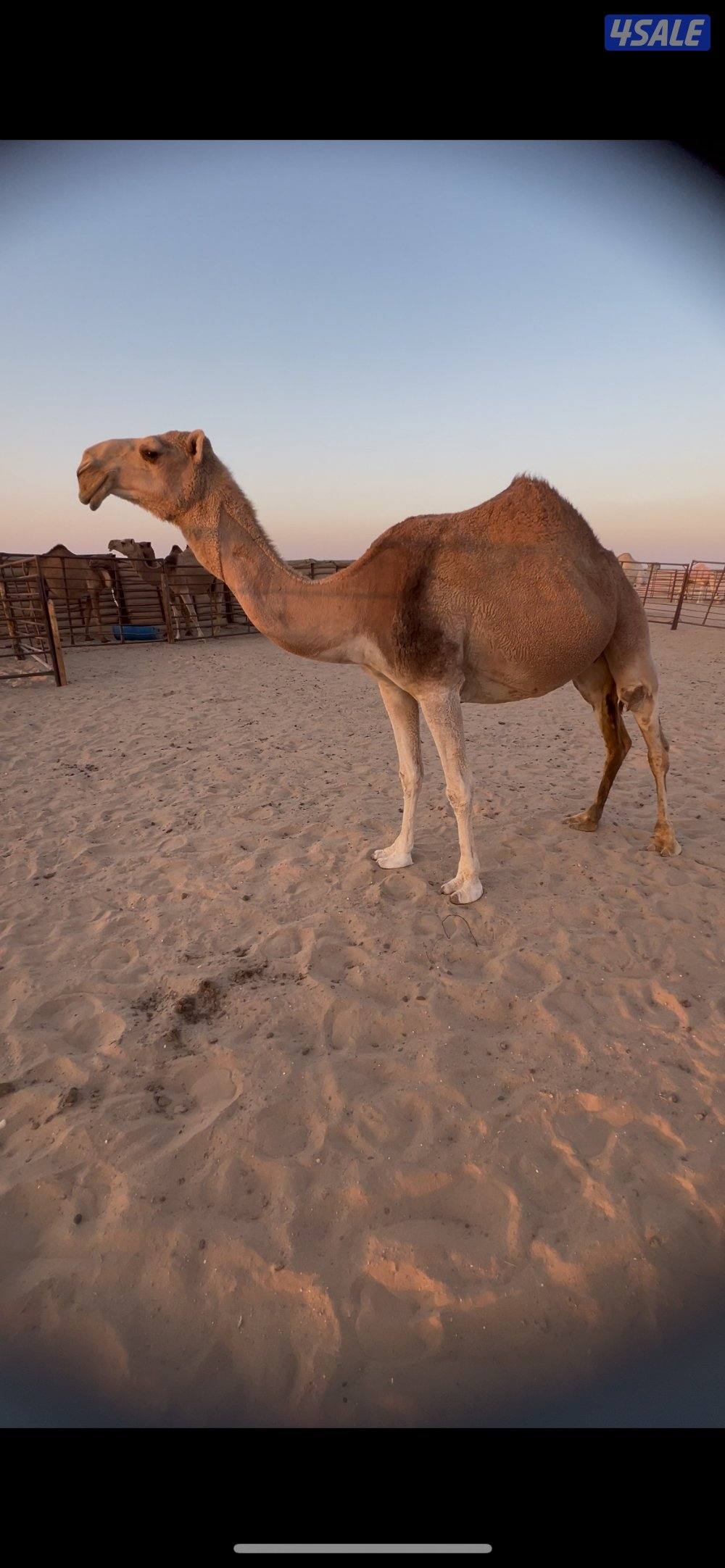 للبيع لقحتين وحده ام ثاني هديه وحده بجر قريب ولاده سوم ٥٧٠1