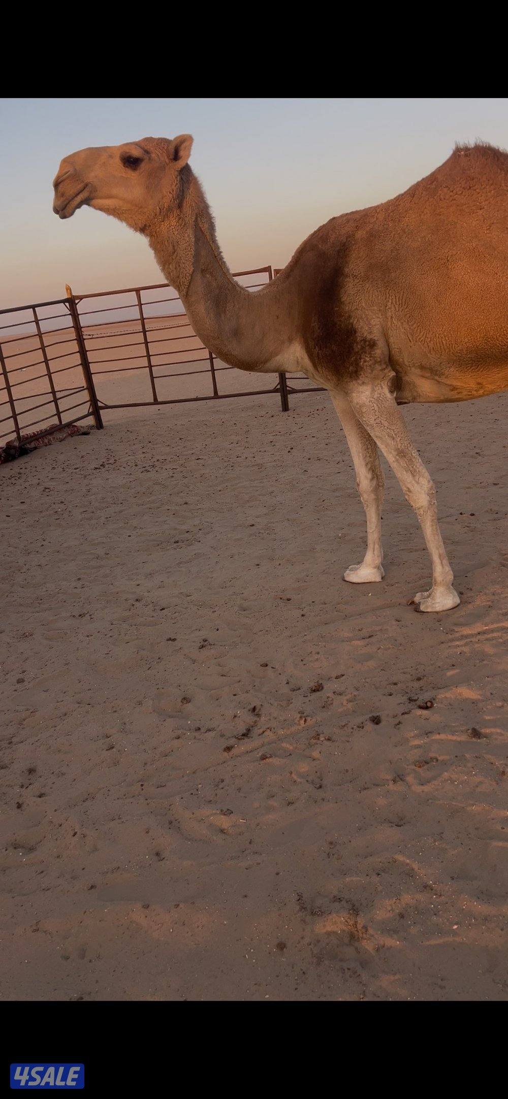 للبيع لقحتين وحده ام ثاني هديه وحده بجر قريب ولاده سوم ٥٧٠2