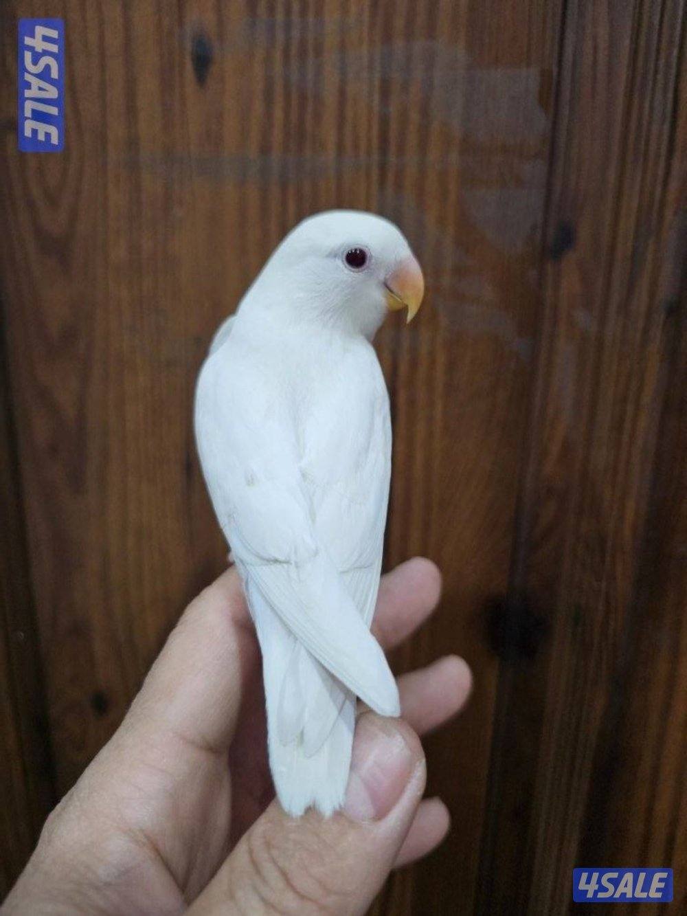 لوفبيرد روز ابيض البينو ربوة قاطع عس وبادجي يتكلم1