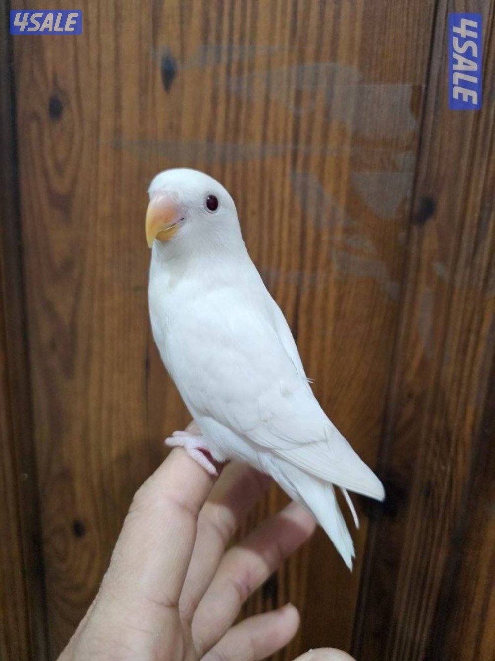 لوفبيرد روز ابيض البينو ربوة قاطع عس وبادجي يتكلم2