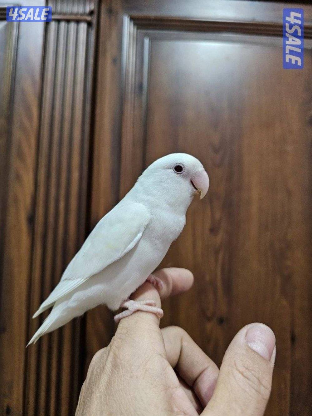 لوفبيرد روز ابيض البينو ربوة قاطع عس وبادجي يتكلم4