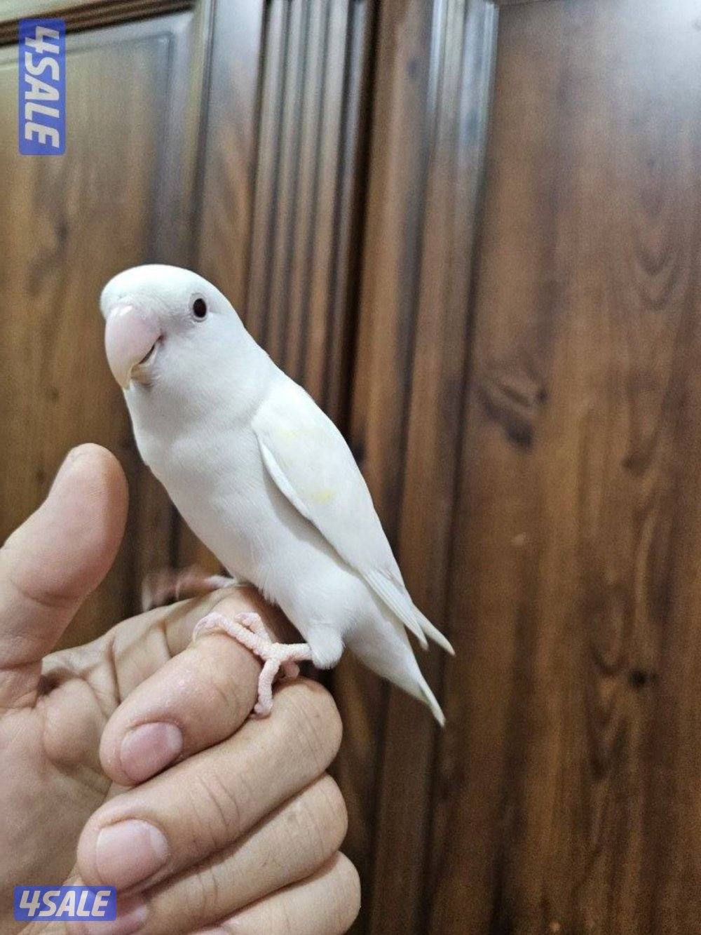 لوفبيرد روز ابيض البينو ربوة قاطع عس وبادجي يتكلم3