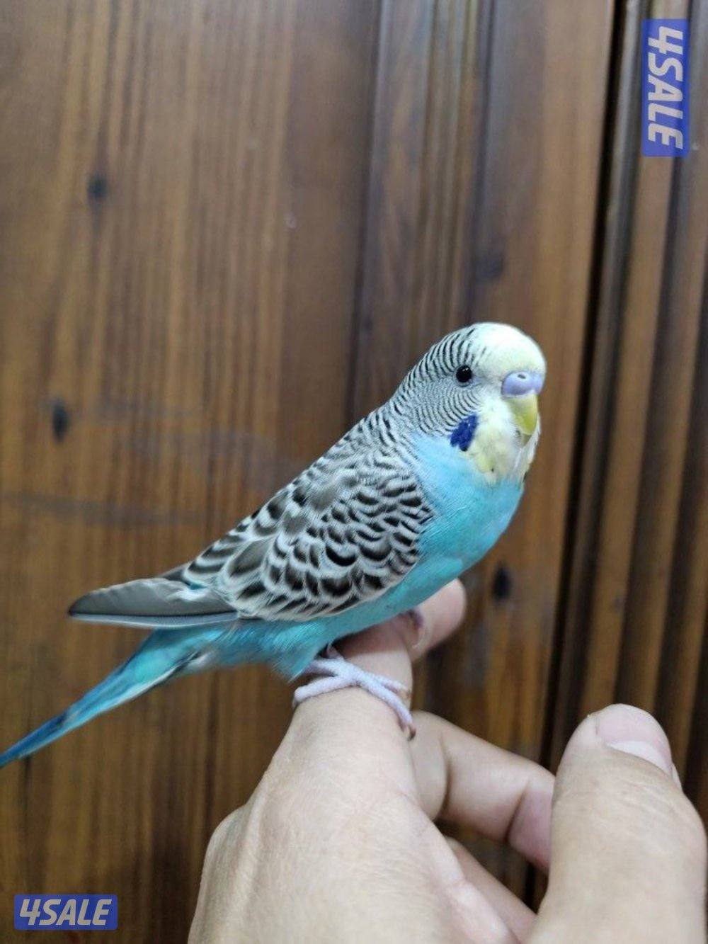 لوفبيرد روز ابيض البينو ربوة قاطع عس وبادجي يتكلم5