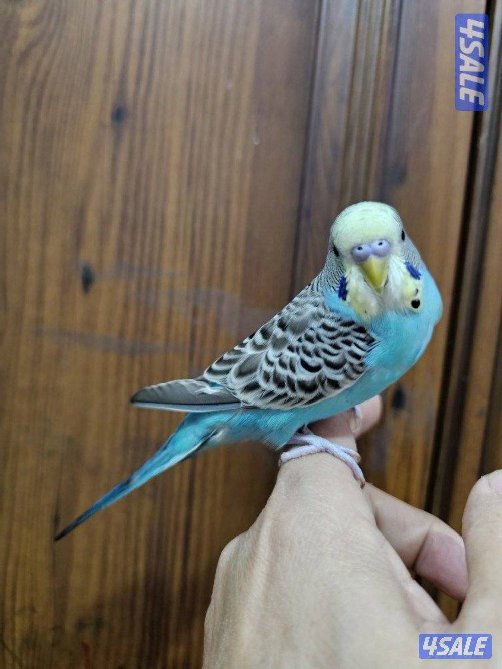 لوفبيرد روز ابيض البينو ربوة قاطع عس وبادجي يتكلم6