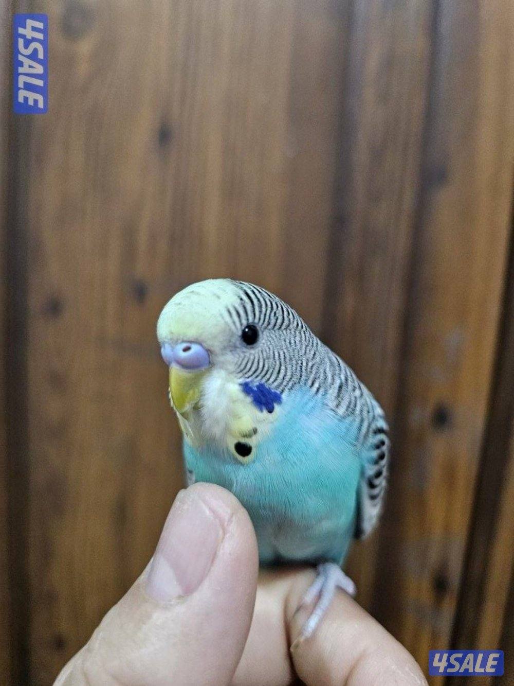 لوفبيرد روز ابيض البينو ربوة قاطع عس وبادجي يتكلم7