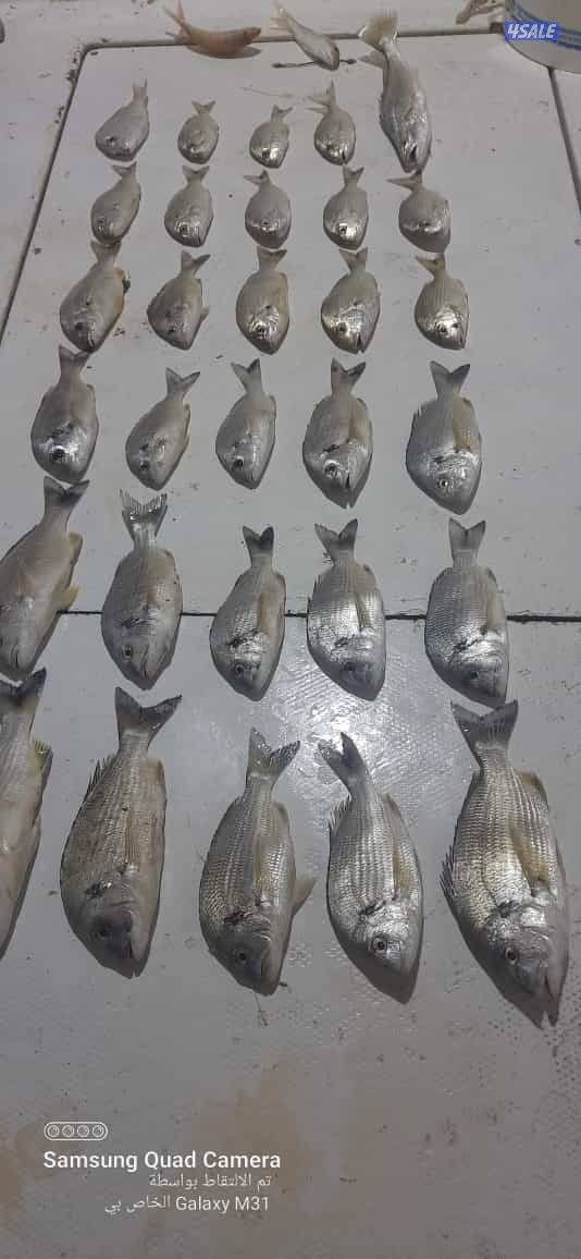 للإيجار رحلات حداق وتوصيل فيلكا11