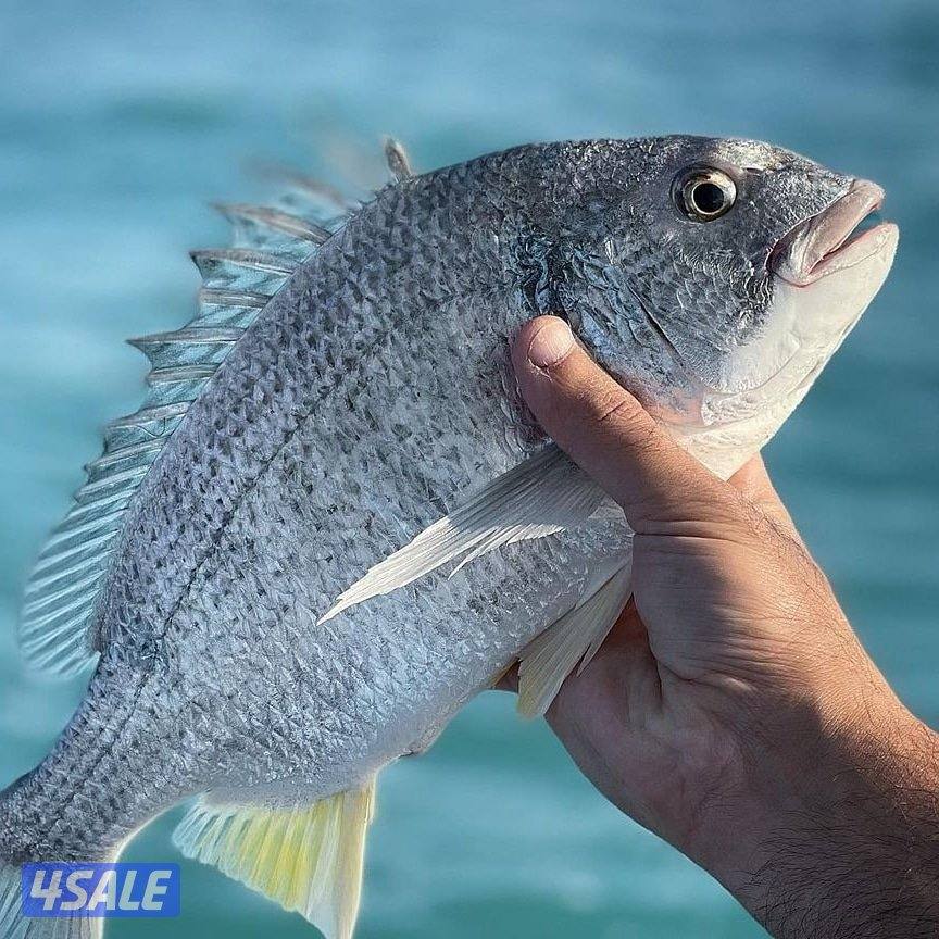 للإيجار رحلات حداق وتوصيل فيلكا12