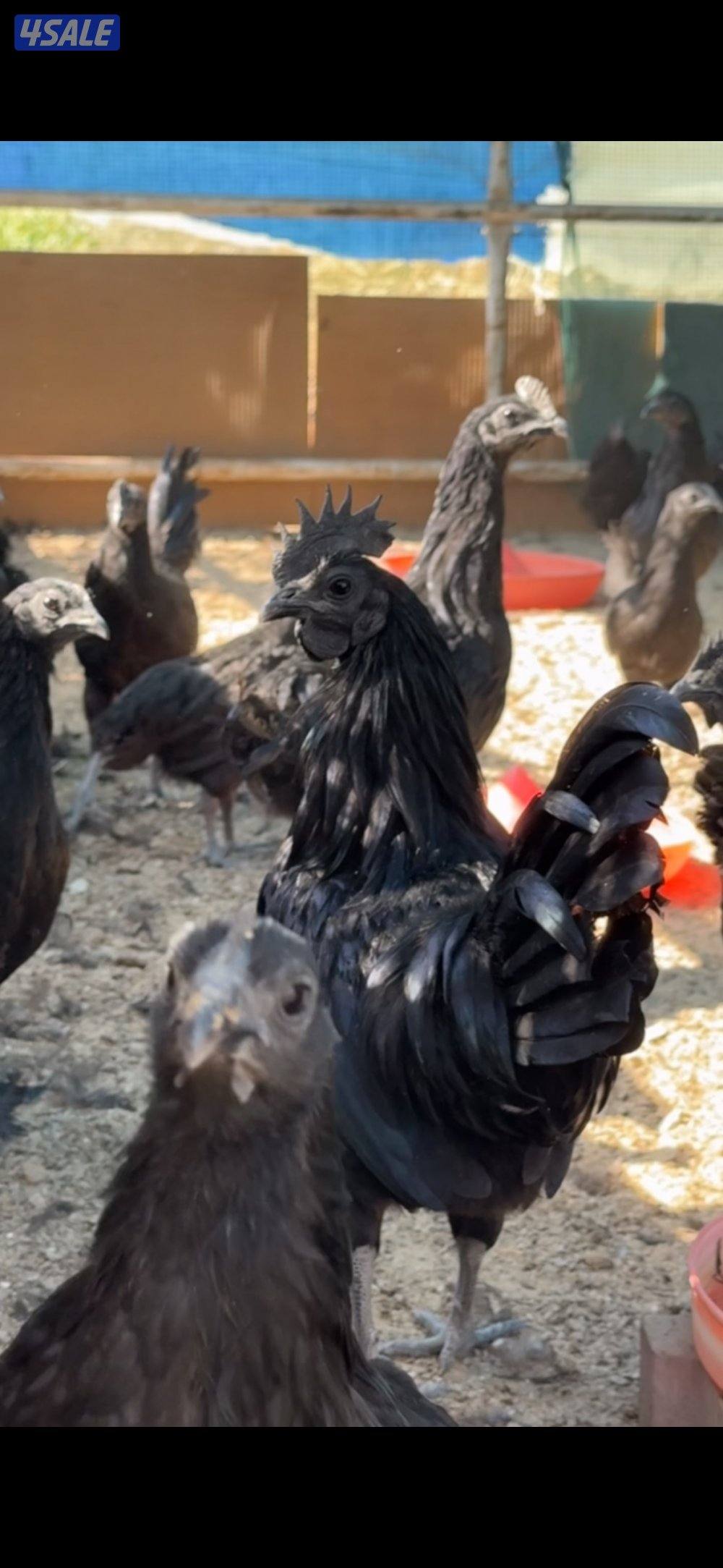 دجاج سيماني سود الأهل خوارج0