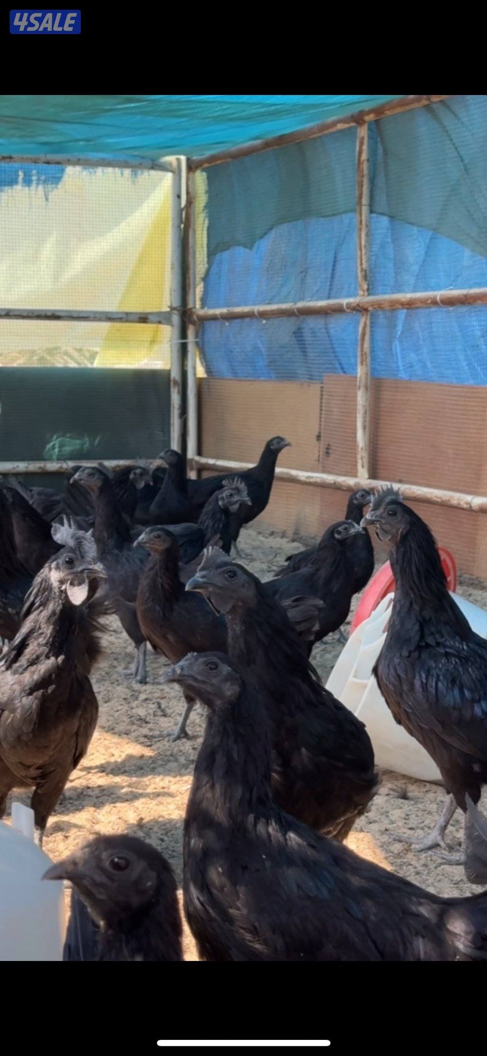 دجاج سيماني سود الأهل خوارج1