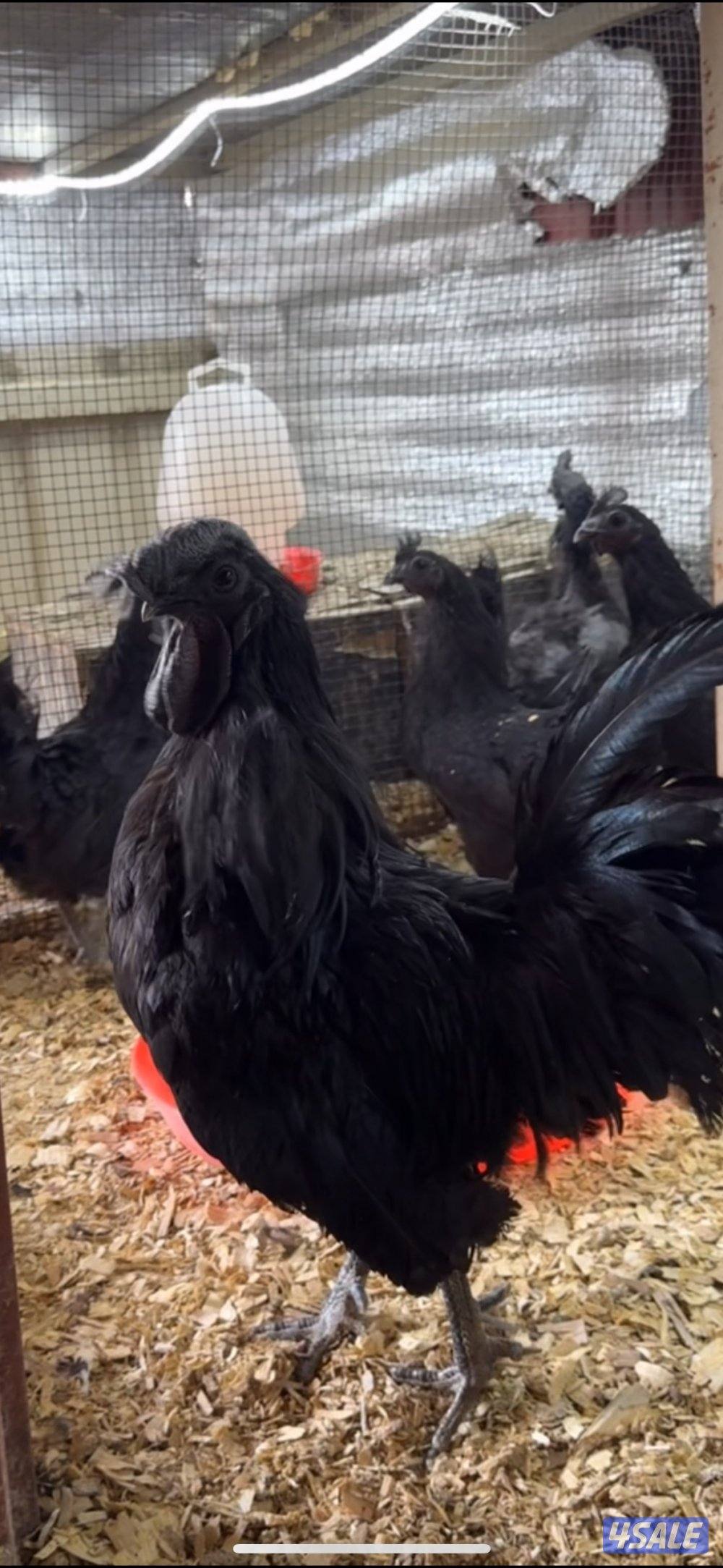 دجاج سيماني سود الأهل خوارج2